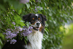 Australian Shepherd bei Flieder