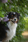 Australian Shepherd bei Flieder