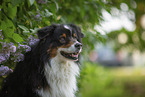Australian Shepherd bei Flieder