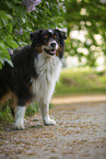 Australian Shepherd bei Flieder