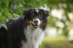 Australian Shepherd bei Flieder