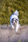 rennender Australian Shepherd