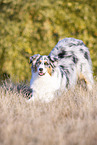 spielender Australian Shepherd