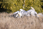 Australian Shepherd wlzt sich im Gras