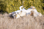 Australian Shepherd wlzt sich im Gras