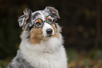 blue-merle Australian Shepherd
