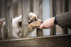 Australian Shepherd Welpe