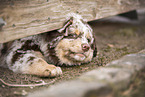 Australian Shepherd Welpe