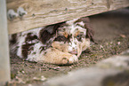 Australian Shepherd Welpe