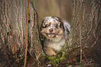 Australian Shepherd Welpe