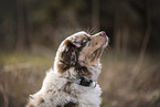 Australian Shepherd Welpe