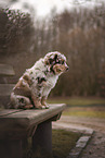 Australian Shepherd Welpe