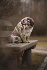 Australian Shepherd Welpe