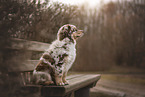 Australian Shepherd Welpe