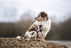 Australian Shepherd Welpe