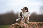 Australian Shepherd Welpe