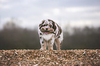 Australian Shepherd Welpe