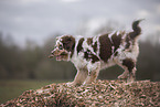 Australian Shepherd Welpe