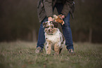 Australian Shepherd Welpe