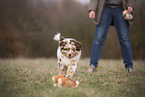 Australian Shepherd Welpe