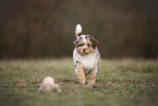 Australian Shepherd Welpe