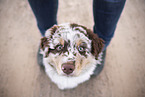 Australian Shepherd Welpe