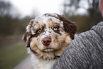 Australian Shepherd Welpe