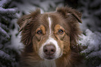 Australian Shepherd im Winter