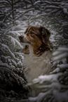 Australian Shepherd im Winter