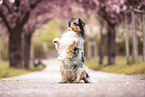 Australian Shepherd