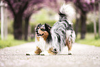 Australian Shepherd