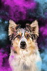 Australian Shepherd