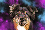 Australian Shepherd