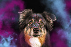 Australian Shepherd