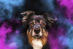 Australian Shepherd