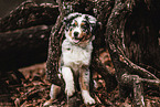 Australian Shepherd Welpe