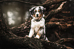 Australian Shepherd Welpe