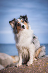 Australian Shepherd
