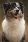 Australian Shepherd