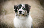 Australian Shepherd