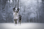 Australian Shepherd Hndin