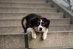 junger Australian Shepherd