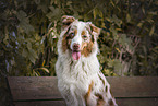 red-merle Australian Shepherd