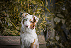 red-merle Australian Shepherd