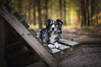 erwachsener Australian Shepherd