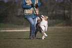 Australian Shepherd beim Training