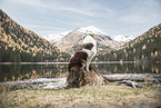 erwachsener Australian Shepherd