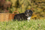 Australian Shepherd Welpe