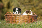 Australian Shepherd Welpen