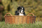 Australian Shepherd Welpe